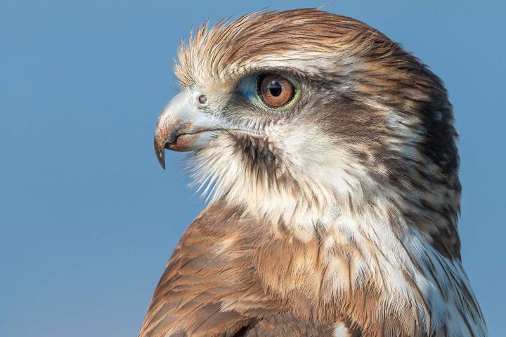 Birdwatching: the international travellers who flock to Werribee