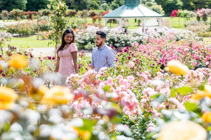 adults walking rose garden