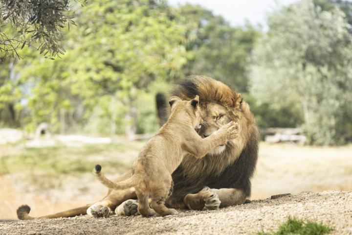 dad lion and club playing