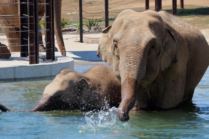 Elephants in water at Werribee Open Range Zoo