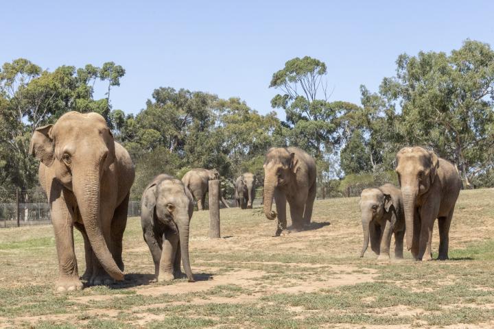 herd of elephants