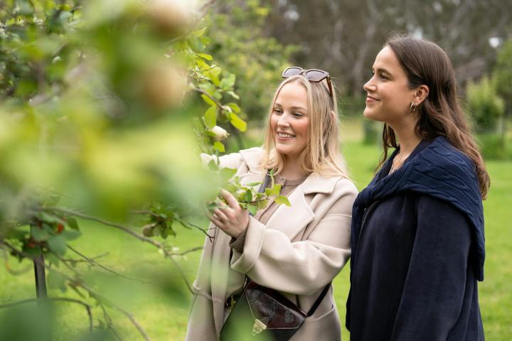 Orchard to Table – A Joseph’s Dining Series